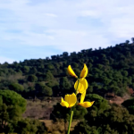 Les primeres flors de ginesta destaquen entre les muntanyes el 12 de gener a Vilajuïga (Alt Empordà). Font: Joan Peramiquel