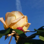 Les roses de la llegenda de Sant Jordi creixien a l'abril i a Sant Sadurní de l'Heura (Baix Empordà) ja estaven formoses el 10 de gener. Font: Anna M.