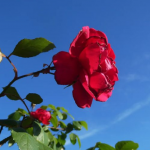 Les roses són precioses però el 10 de gener no haurien d'estar obertes a Sant Sadurní de l'Heura (Baix Empordà). Font: Anna M.