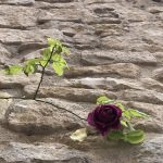 Un roser minso però amb una rosa completament oberta a Horta de Sant Joan (Terra Alta) el 5 de gener. Font: Ton Aymemi