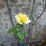 La notificació d'un roser florit l'1 de gener a Olot (La Garrotxa) va sorprendre a la ciutadania. Font: Josep Maria Mallarach