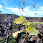 Detall de les fulles avançades de la vinya el 17 de gener a l'Alt Penedès. Font: Roc Gramona