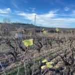 Vinyes traient les seves primeres fulles a l'Alt Penedès el 17 de gener. Font: Roc Gramona