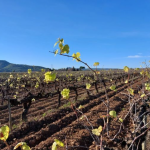 Les vinyes van treure les seves primeres fulles l'últim dia de l'any a Olèrdola (Alt Penedès). Font: Pere Sadurní