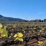 La primera notificació de l'avançament de la brotada de la vinya data del 31 de desembre i es va produir a Olèrdola (Alt Penedès). Font: Pere Sadurní