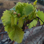 Les fulles de la vinya estaven perfectament desenvolupades a Batea (Terra Alta) el 4 de gener. Font: Vins Algars