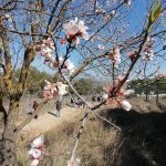 Els ametllers florits i amb les primeres fulles han estat un dels principals atractius fenològics de la jornada. Font: Gerard Gaya