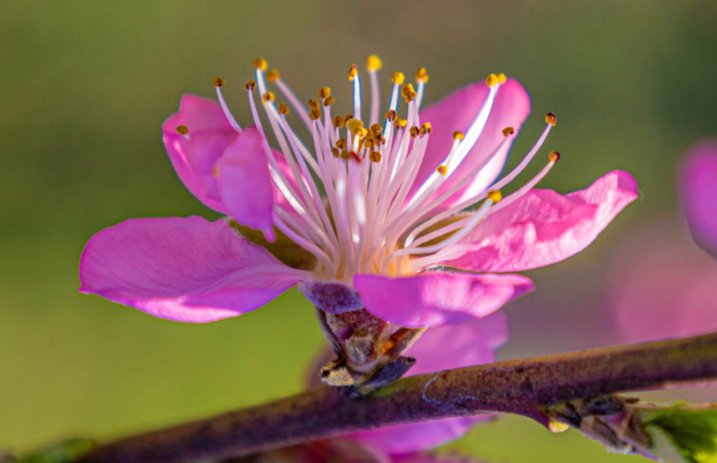 Detall de la flor d'un presseguer (Prunus persica) a Aitona, el passat 12 de març. Font: Monika PW