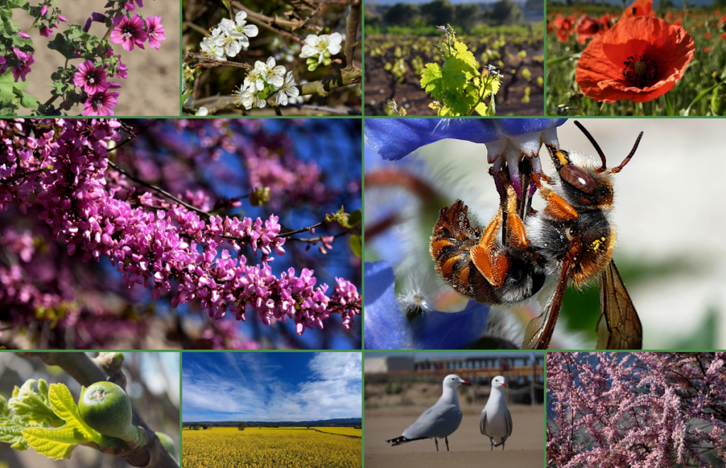 El voluntariat de RitmeNatura ha estat súper actiu durant les vacances de Pasqua. Fonts: Cristóbal Jiménez, Àngela Llop, Anna M., AureaRamon i Marga Losantos.