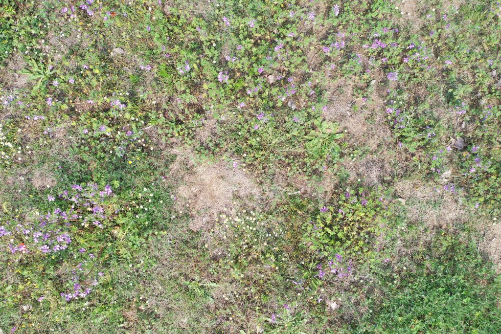 Observació fenològica via dron d'un prat florit en pla zenital a Sant Cebrià de Vallalta. Font: Abel Pau