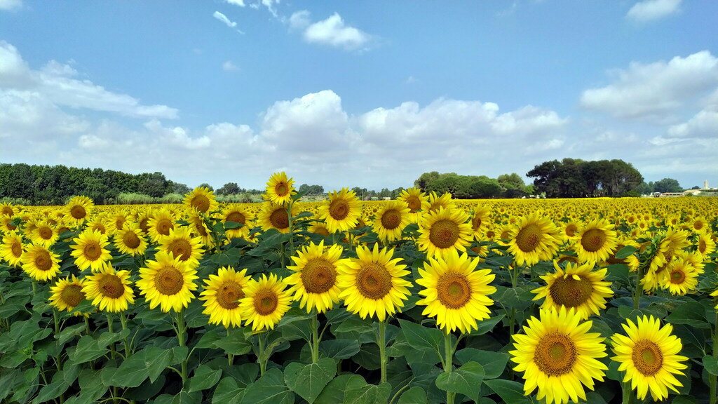 Observació fenològica de la plena floració d'un camp de gira-sols el matí del 24 de juny de 2022 a Vilanova de la Muga (Alt Empordà). Font: Xavi de Yzaguirre
