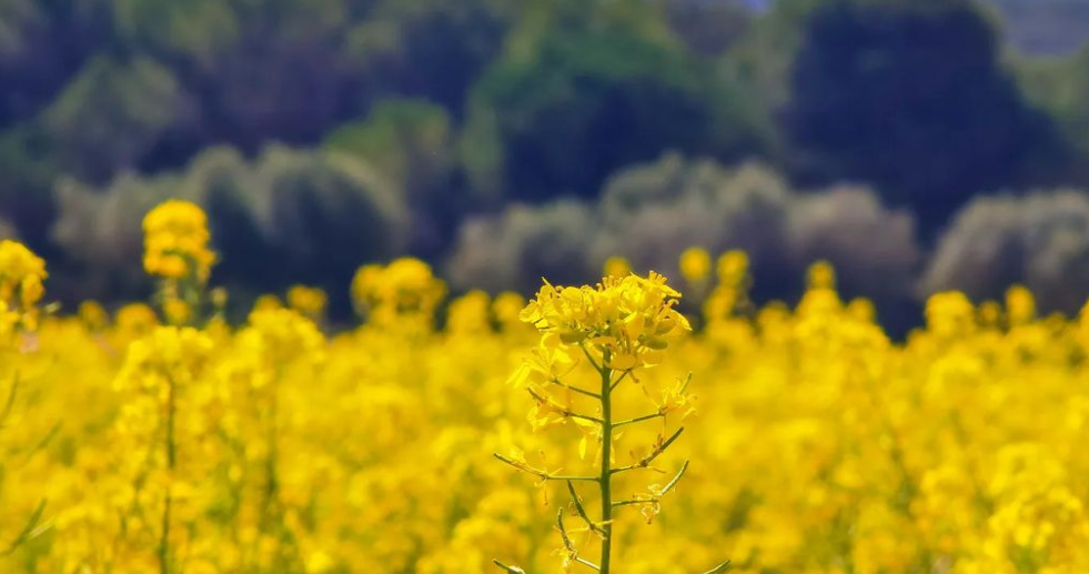 Observació fenològica d'un camp de colza en plena floració el 24 de març de 2023 a Mojà, Olèrdola (Alt Penedès). Font: Fran Lorenzo