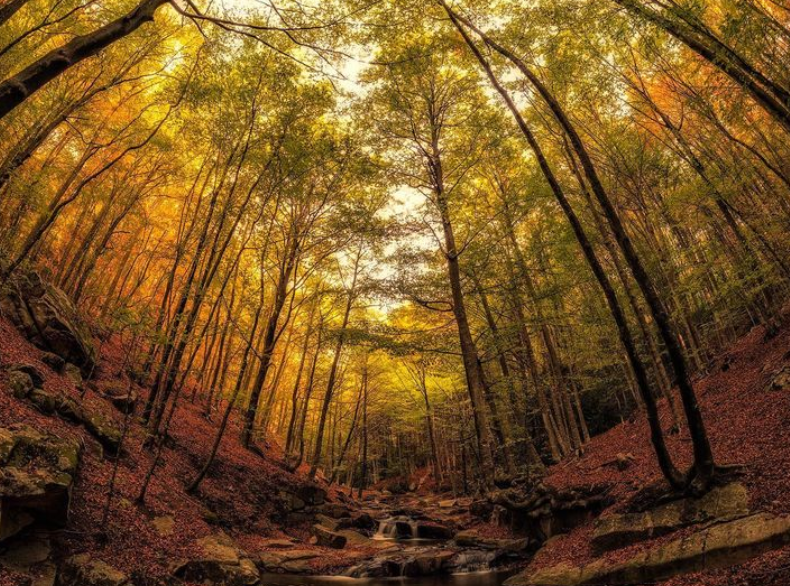 Observació fenològica de la fageda del Montseny en plena senescència el 19 de novembre de 2022. Font: Diego Escobar