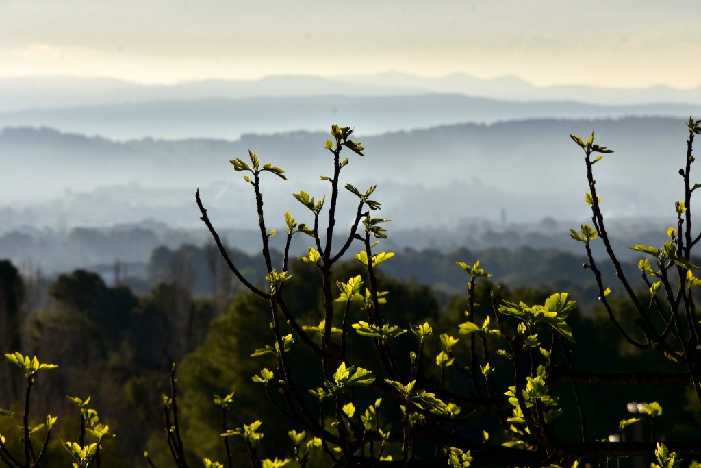 Observació fenològica d'una figuera amb menys de la meitat de les fulles presents el 4 d'abril de 2023 a Torrelles de Foix (Alt Penedès). Font: Àngela Llop