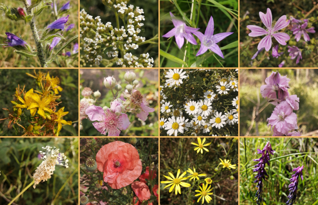 Algunes de les moltes espècies vegetals que es van identificar als prats florits de Sant Hilari Sacalm a través de l'aplicació iNaturalist durant la validació del protocol d'observació fenològica mitjançant drons. Font: Gerard Gaya