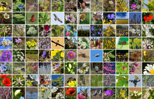 Mosaic amb 96 de les millors aportacions del voluntariat de l'observatori RitmeNatura durant el mes d'abril de 2023. Font: iNaturalist