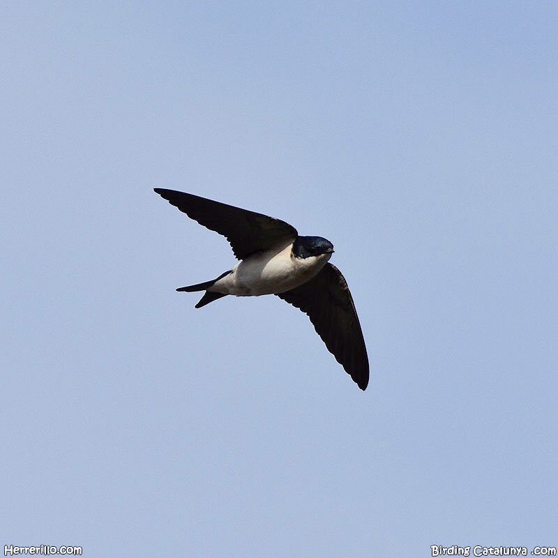 Observació fenològica d'una oreneta cuablanca el 9 de febrer de 2023 a Vila-Seca (Tarragonès). Font: Birding Catalunya