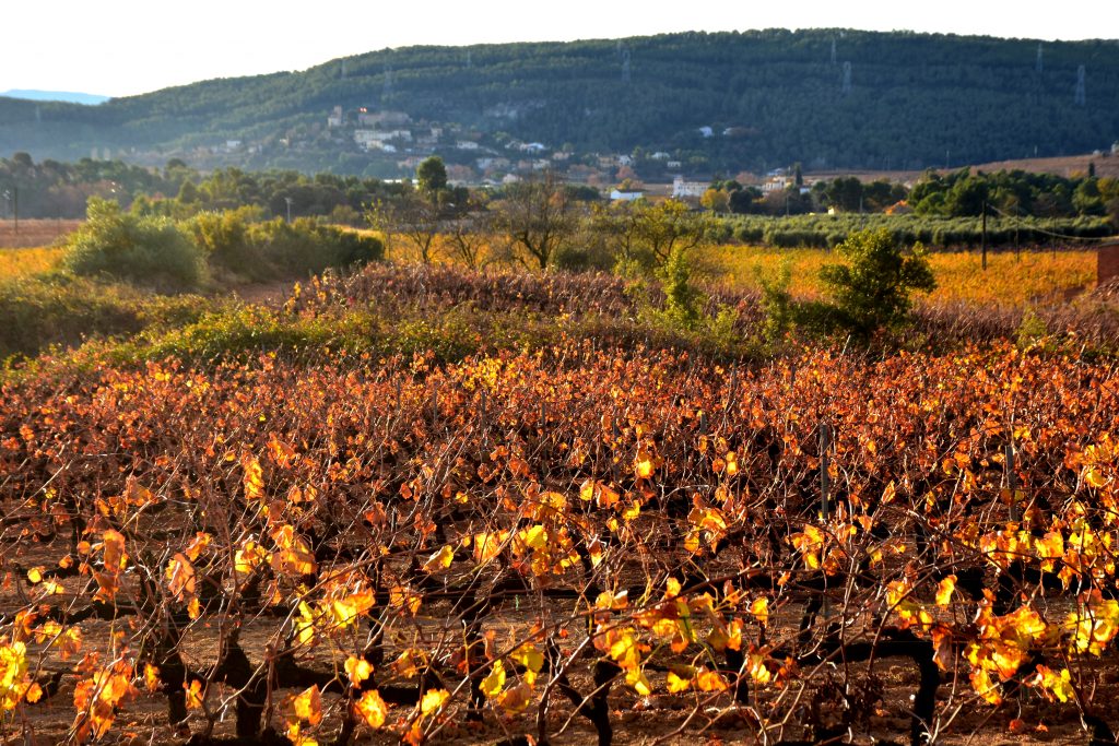 Observació fenològica d'una vinya en plena senescència el 14 de desembre de 2022 a Torrelles de Foix (Alt Penedès). Font: Àngela Llop