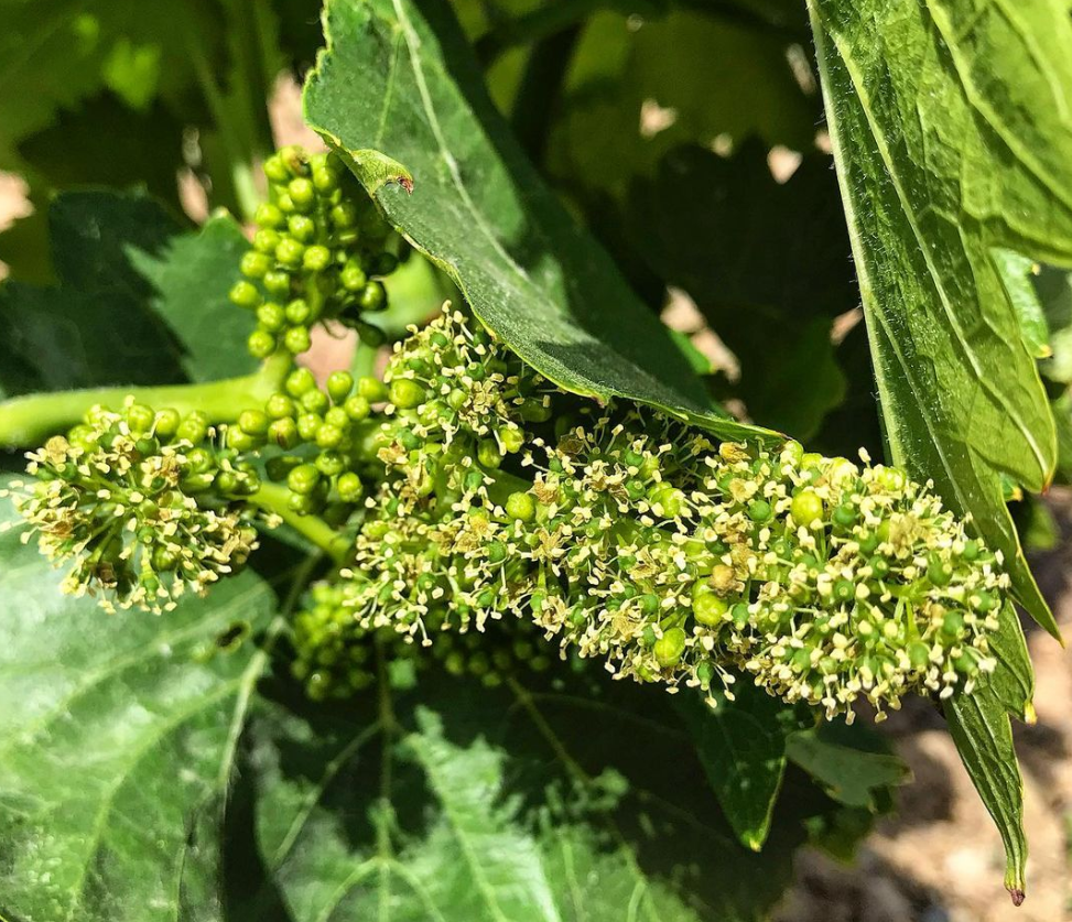 Observació fenològica d'una vinya en plena floració el 20 de maig de 2023 al Priorat. Font: Jesús Viñuales