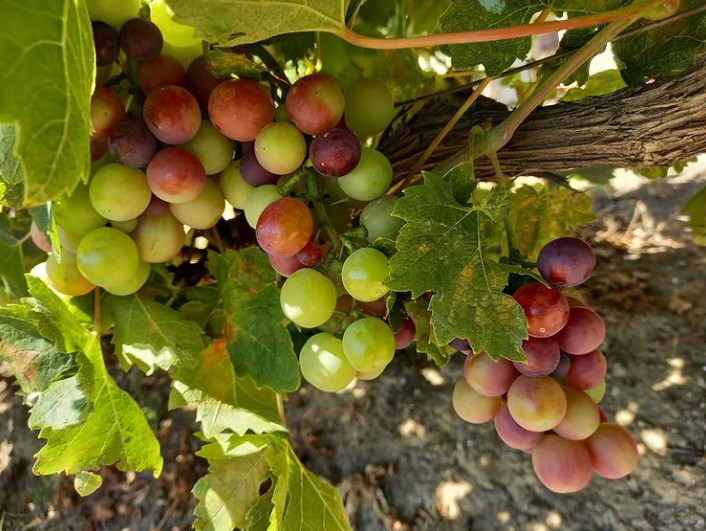 Observació fenològica de vinya amb la meitat del raïm madur el 8 de juliol de 2022 a Sant Sadurní de l'Heura (Baix Empordà). Font: Anna M.