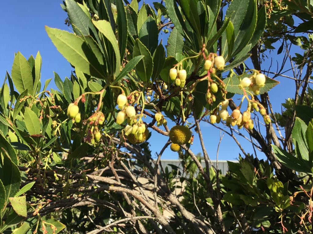 Observació fenològica d'un cirerer de l'arboç en plena floració i amb els primers fruits immadurs l'11 de novembre de 2022 al barri de Gràcia (Barcelona). Font: Escola Montseny