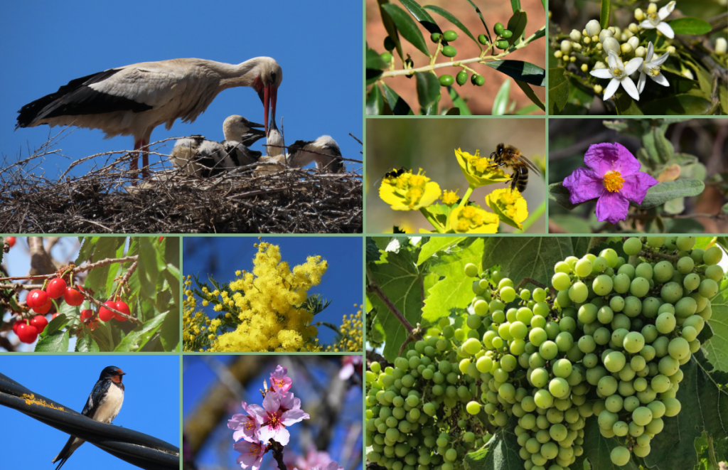 La primera meitat del 2023 ha estat farcida d'esdeveniments fenològics de gran vistositat, com la floració de la majoria d'espècies durant la primavera, l'arribada dels ocells migradors o l'aparició dels insectes. Fonts: Àngela Llop, Anna M., Clàudia Fernández, Cristóbal Jiménez i Jesús Viñuales.