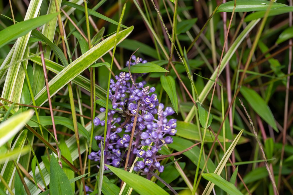 Liriope muscari. Font: rjmendez a iNaturalist