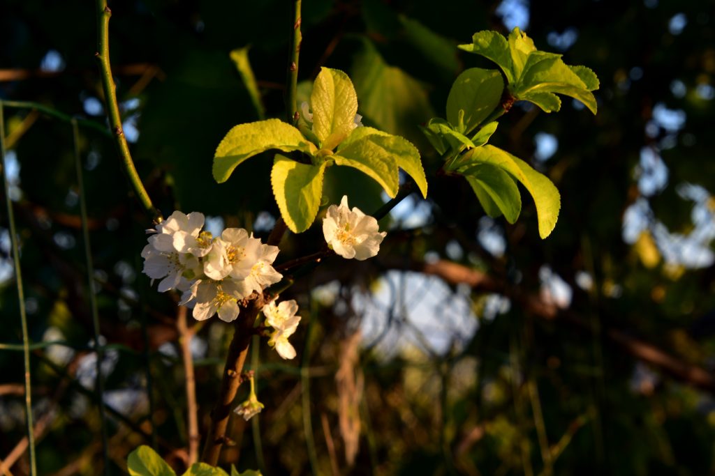 La prunera, vista en flor a l'octubre quan hauria de florir a la primavera, és una de les moltes espècies afectades per aquesta tardor de temperatures anormalment altes. Font: Àngela Llop (Voluntària RitmeNatura)