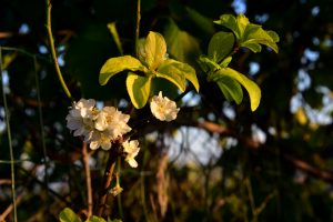 La prunera, vista en flor a l'octubre quan hauria de florir a la primavera, és una de les moltes espècies afectades per aquesta tardor de temperatures anormalment altes. Font: Àngela Llop (Voluntària RitmeNatura)