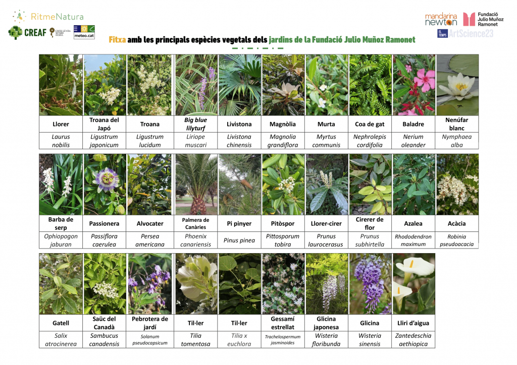 Segona pàgina de les fitxes identificatives d'espècies vegetals dels jardins Júlio Muñoz Ramonet desenvolupades per l'equip de RitmeNatura en el marc del cicle d'activitats #ArtScience23. Font: RitmeNatura