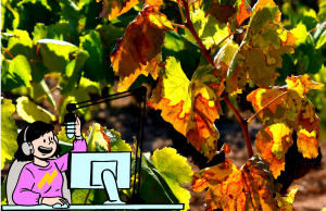 Les fulles de la vinya són un exemple de les moltes que estan canviant de color durant la tardor, fenomen que va protagonitzar la secció de ciència del programa Catalunya Nit d'ahir a Catalunya Ràdio. Font: Àngela Llop