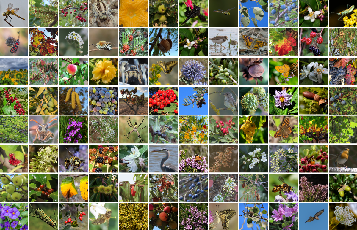 Mosaic amb 96 de les millors observacions fenològiques rebudes a l'observatori RitmeNatura durant els mesos d'agost, setembre i octubre de 2023. Font: Voluntariat de RitmeNatura a iNaturalist