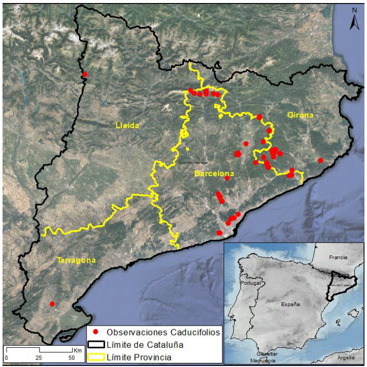 Mapa de Catalunya amb la distribució de les espècies caducifòlies d'interès observades per ciència ciutadana. Font: TFM de William Pinto Muñoz.