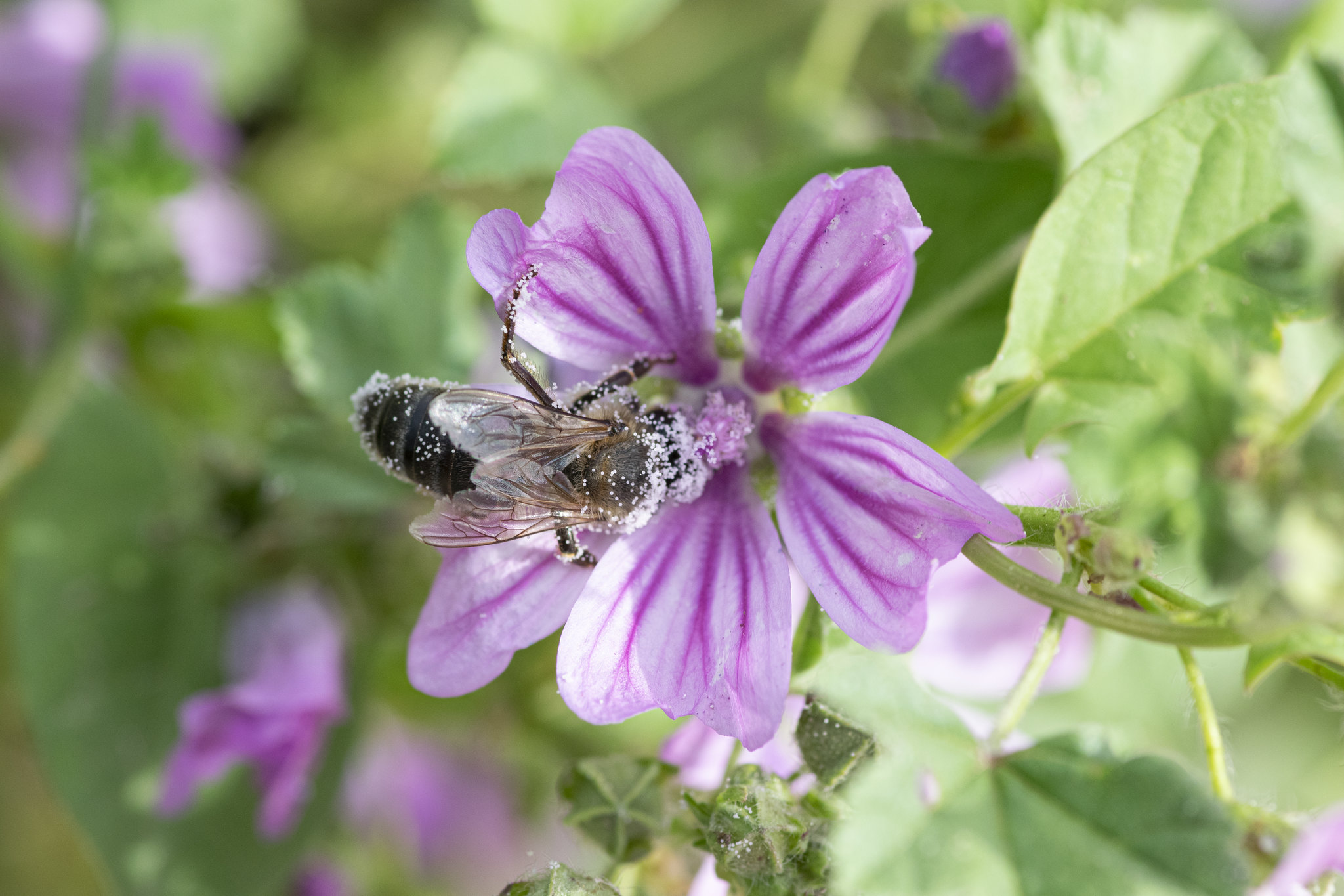 Himenòpter polinitzant la flor d'una malva comuna. Font: Jose Luís Ordoñez.