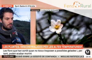 Gerard Gaya, tècnic de comunicació de RitmeNatura, ha aparegut en directe al programa ElsMatins de TV3 per a explicar les floracions anòmales que ha detectat el voluntariat de l'observatori durant la tardor de 2024. Font: Captura TV3 (CCMA)