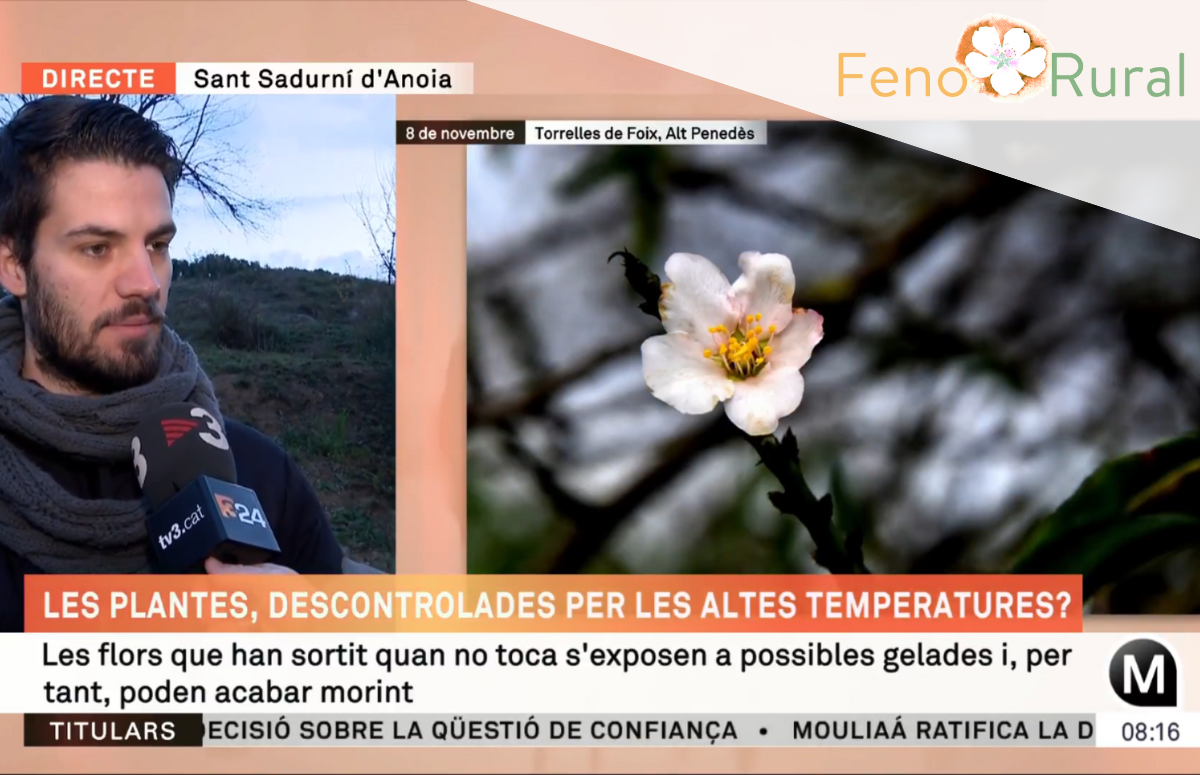 Gerard Gaya, tècnic de comunicació de RitmeNatura, ha aparegut en directe al programa ElsMatins de TV3 per a explicar les floracions anòmales que ha detectat el voluntariat de l'observatori durant la tardor de 2024. Font: Captura TV3 (CCMA)