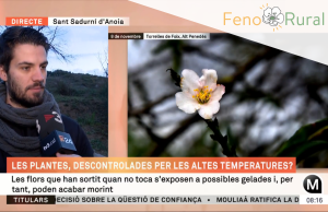 Gerard Gaya, tècnic de comunicació de RitmeNatura, ha aparegut en directe al programa ElsMatins de TV3 per a explicar les floracions anòmales que ha detectat el voluntariat de l'observatori durant la tardor de 2024. Font: Captura TV3 (CCMA)