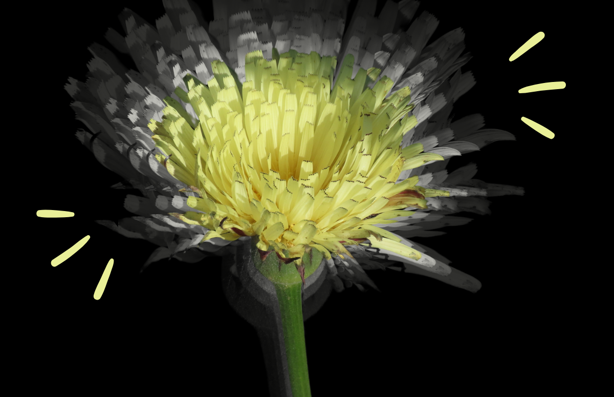 L'amargot (Urospermum dalechampii) és una de les 177 espècies de plantes que s'ha vist amb flor durant aquesta tardor, tot i no ser la seva època habitual de floració a Catalunya. Font: Clàudia Fernández (Voluntària RitmeNatura)