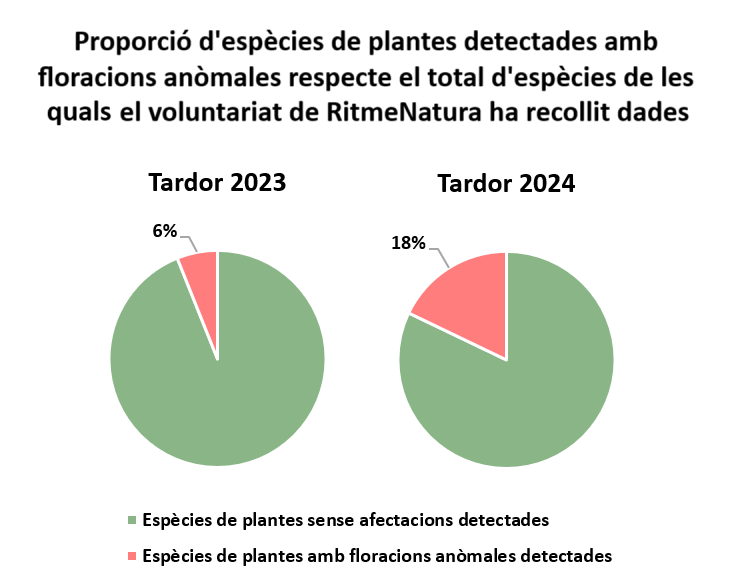 Gràfic amb la representació de la proporció d'espècies de plants detectades amb segones floracions respecte el total d'espècies de les quals el voluntariat de RitmeNatura ha recollit dades durant la tardor de 2023 i 2024. Font: RitmeNatura