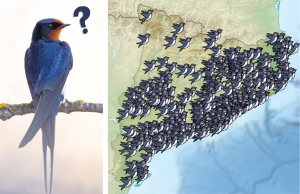 Les observacions ciutadanes d'orenetes comunes arreu de Catalunya ens permeten fer un mapa de l'evolució de la seva arribada en migració des de principis d'any. Fonts: Marcel Arenas, RitmeNatura i Ornitho.cat